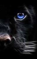 Schwarzer Panther Screenshot 3