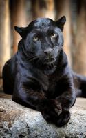 Schwarzer Panther Plakat