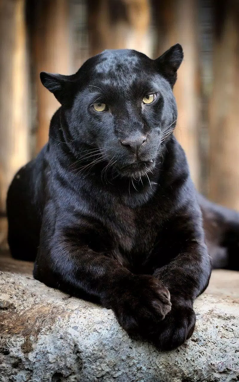 Black Panther Live Wallpaper APK for Android Download Black Panther Live Wallpaper APK for Android Download