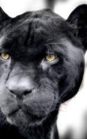 Black Panther Live Wallpaper 스크린샷 1