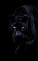 Black Panther Live Wallpaper 스크린샷 2
