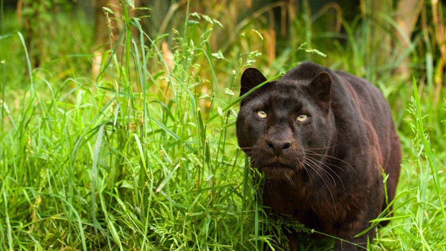 Black Panther Live Wallpaper for Android - APK Download