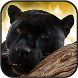 Panther Live Hintergrund Zeichen