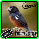 Canto Para Esquentar Curio mp3-APK
