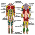 Body Reflexology Point