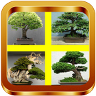 Bonsai Tree Ideas icône