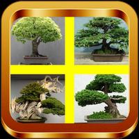 Bonsai Tree Ideas plakat