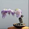 Bonsai