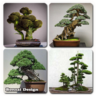 Bonsai Design icône