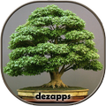 Bonsai Design Ideas