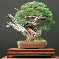 Bonsai Design Ideas ảnh chụp màn hình 3