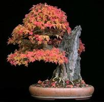 Bonsai For Beginners screenshot 2