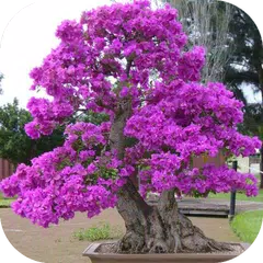 Descargar APK de Ideas Plantas Bonsai