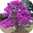 Bonsai Plants Ideas APK