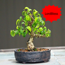 Bonsai Tutorial Complete APK