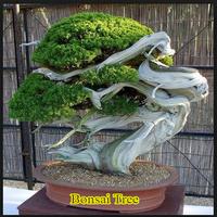 Bonsai Tree penulis hantaran