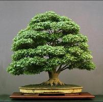 Bonsai Tree syot layar 1