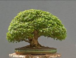 Bonsai Tree syot layar 2