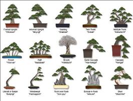 Bonsai Tree syot layar 3
