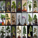 Bonsai Variety APK