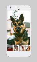 German Shepherd Dog Puppy Sweetheart Lock Screen syot layar 2