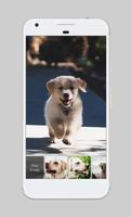 Labrador Dog Cute App Lock capture d'écran 2