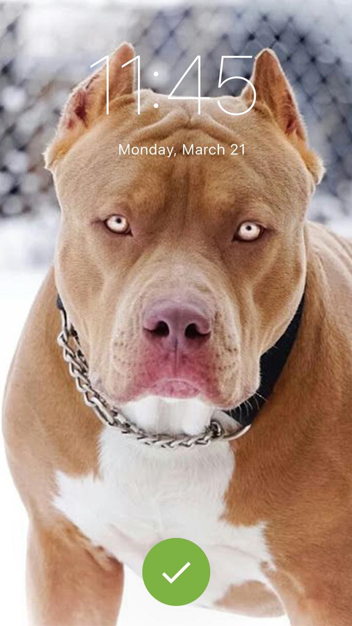 Pit Bull Dogs Wallpaper HD Phone Lock Screen APK for Android Download Pit Bull Dogs Wallpaper HD Phone Lock Screen APK for Android Download