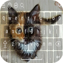 Cute Kitten Keyboard Theme Emoji APK