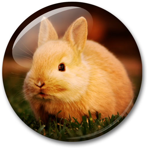 Animais Bonito Papel de Parede