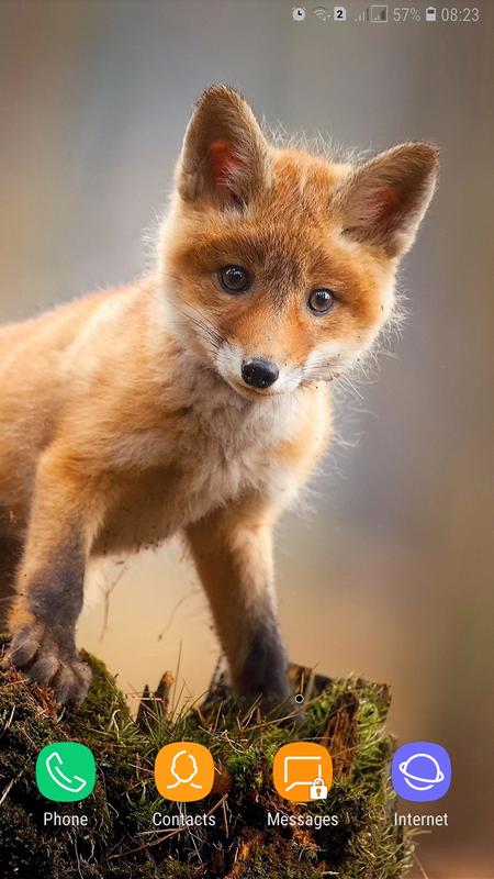 Cute Animals Wallpaper For Android Apk Download