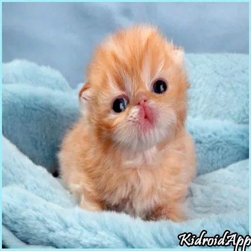 Android向けのかわいい赤ちゃん動物 Apkをダウンロードしましょう Android向けのかわいい赤ちゃん動物 Apkをダウンロードしましょう