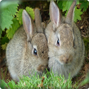 Cute Bunny Rabbits Onet Game APK
