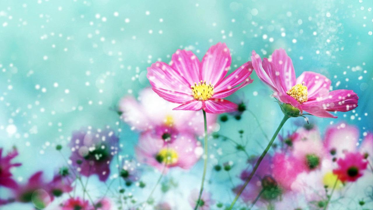 Süß Blumen Hintergrundbilder APK für Android herunterladen