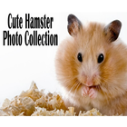 Cute Hamster Collection icône
