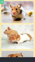 Cute Hamster Collection capture d'écran 3