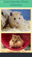 Cute Hamster Collection Affiche