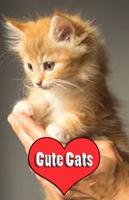 Cute Cat Wallpapers 2018 Cartaz