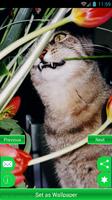 Cute Cat Wallpapers 2018 ภาพหน้าจอ 1