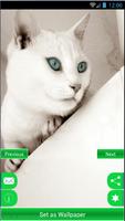 برنامه‌نما Cute Cat Wallpapers 2018 عکس از صفحه