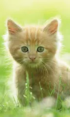 Cute Live Wallpaper APK download