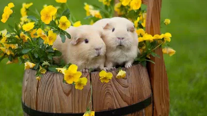 Cute Live Wallpaper APK download