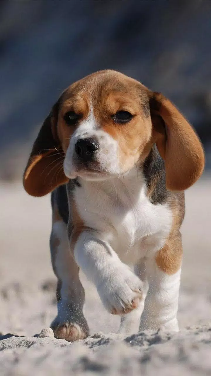 Cute Live Wallpapers 😍 Adorable Backgrounds APK for Android Download Cute Live Wallpapers 😍 Adorable Backgrounds APK for Android Download