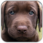 Puppies Pictures Wallpaper App-icoon