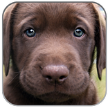 Puppies Pictures Wallpaper App