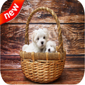 Cute Puppies Live Wallpaper 4k
