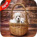 Cute Puppies Live Wallpaper 4k APK
