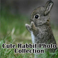 Cute Rabbit Photo Collection