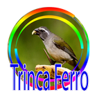 TODOS DE CANTO TRINCA FERRO-icoon