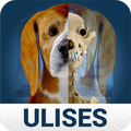 Osteology in Dogs (Free)