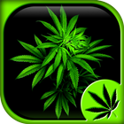 Weed Live Wallpaper HD آئیکن